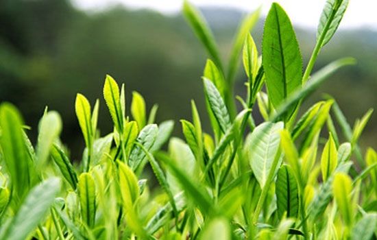 茶叶里所含的生物碱广主要是咖啡碱,茶叶碱,可可碱,腺嘌呤等,其中