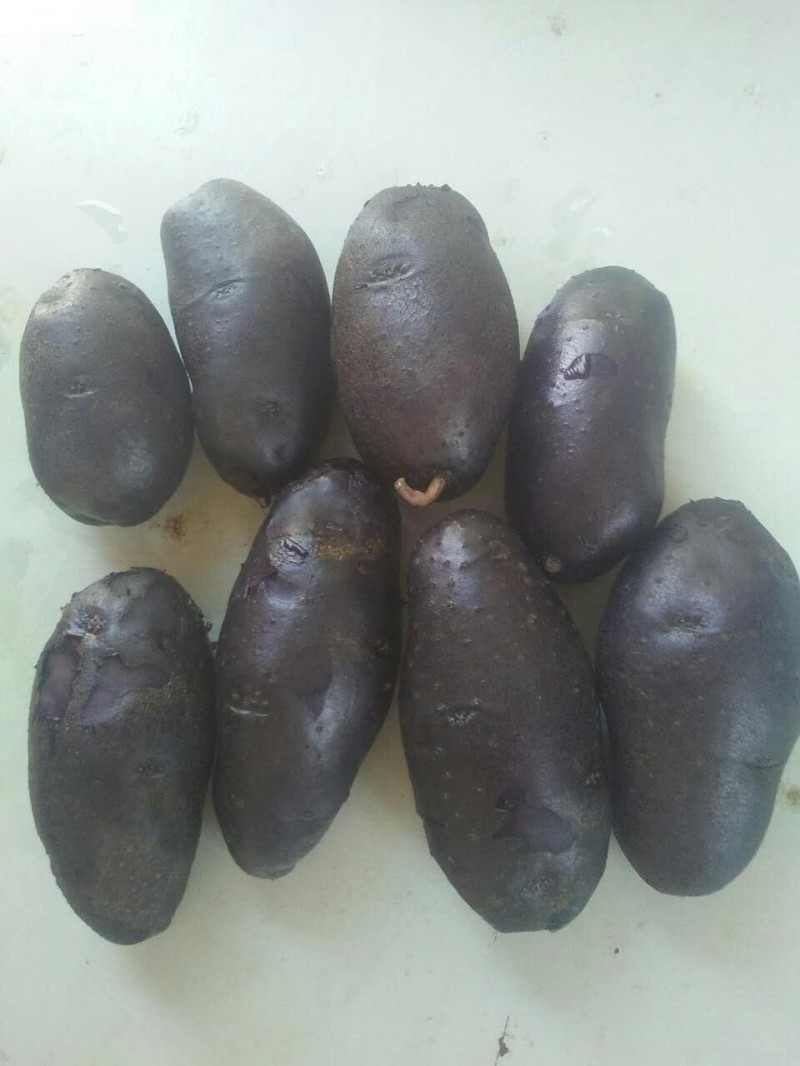 水果黑土豆种子