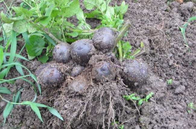 黑土豆的种植技术 第2页 粮食种植 黔农网