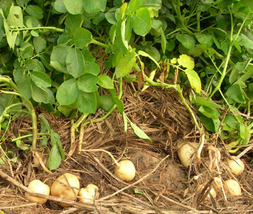 中薯2号 黑龙江黑土豆 黑龙江土豆种子 绿大豆批发